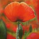 Mohn